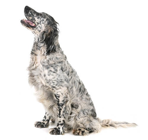 English setter hot sale breed